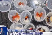 老河口@铲屎官们 养“异宠”或危害国家安全 这些行为违法了