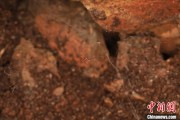 老河口江西发现蜘蛛新物种 为研究呵叻蛛属适应区域提供依据