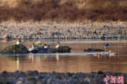 老河口歙县完成安徽首个县域生物多样性调查 共记录物种近4千种