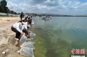 老河口云南江川举行增殖放流活动 逾54万尾鱼游入星云湖